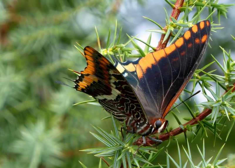 i Charaxes di Monte Malbe